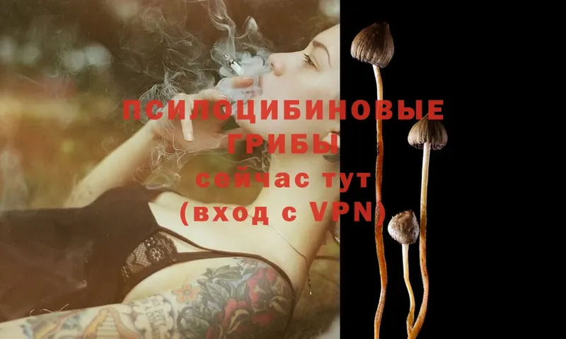 где найти наркотики  Боровичи  Галлюциногенные грибы Psilocybine cubensis 